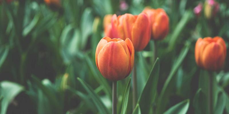 南宁养生37：探寻传统中医推拿与艾灸的现代健康智慧