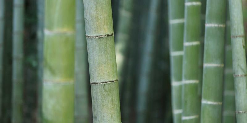 南宁养生65：体质调理新趋势，艾灸引领健康生活