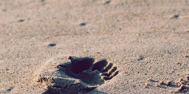 南宁养生99：融合食疗与中医智慧的健康管理新范式