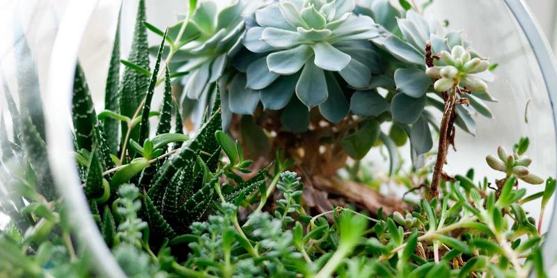 南宁夏季祛湿养生全攻略：传统中医智慧与现代养生服务的完美结合