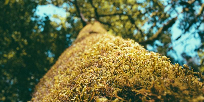 南宁新妈妈必看：中医体质调理与艾灸护理，产后恢复的本地化指南