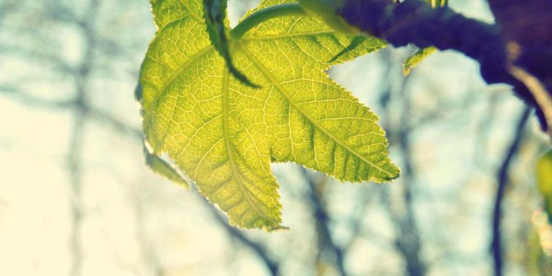 南宁白领亚健康调理指南：巧用食疗与艾灸，开启上班族养生新篇章